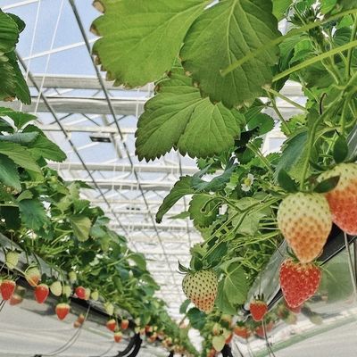Serra in vetro multi-sistema per fiori personalizzazione fatta per le vostre specifiche