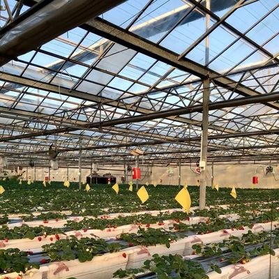 Serra con tetto di vetro per la coltivazione di fiori Pagamento iniziale e costi di spedizione convenienti
