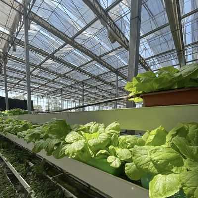 80.000kg Pacchetto Peso lordo Serra di vetro per irrigazione a goccia con verdura