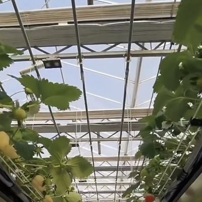 Sistema idroponico in serra con grande schermo d'ombra per coltivazioni ottimali