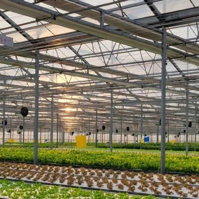 Tipo di vetro di tetto impianto idroponico per serra commerciale per disponibilità tutto l'anno