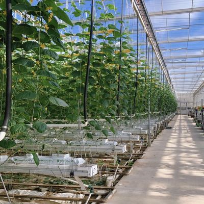 Tipo di vetro di tetto impianto idroponico per serra commerciale per disponibilità tutto l'anno