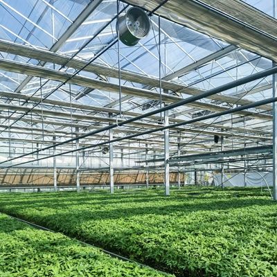 Tipo di vetro di tetto impianto idroponico per serra commerciale per disponibilità tutto l'anno