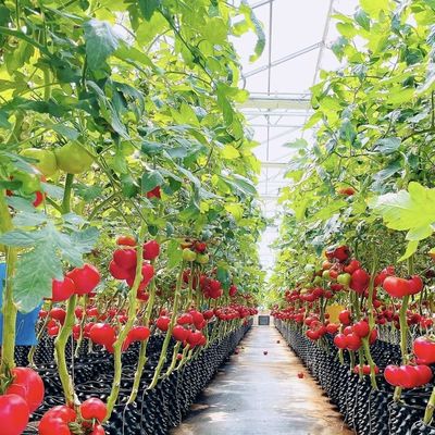 Pagamento iniziale Serra di vetro di origine cinese con sistema idroponico multi-spano