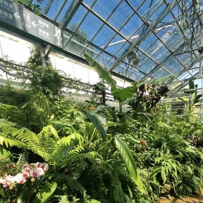 Pagamento iniziale Serra di vetro di origine cinese con sistema idroponico multi-spano