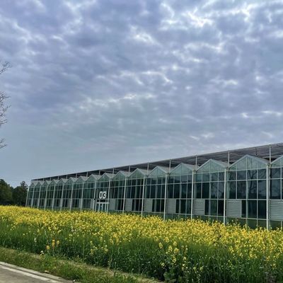 Richiesta personalizzata per impianto di serra commerciale di vetro per irrigazione a goccia