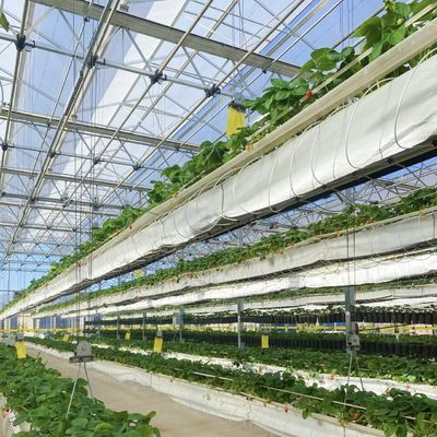 Richiesta personalizzata per impianto di serra commerciale di vetro per irrigazione a goccia