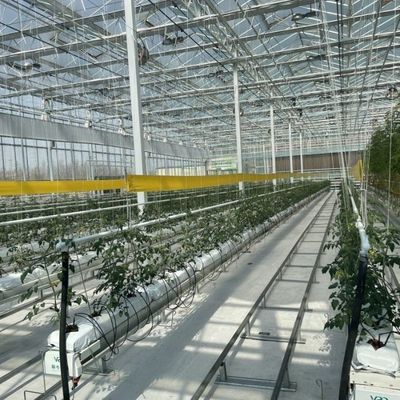 Serre in vetro ad alta trasmissione luminosa per ortaggi Restituzioni fino a 30 giorni