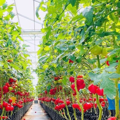 Struttura in acciaio Serra di vetro per la coltivazione vegetale grande e multifunzionale