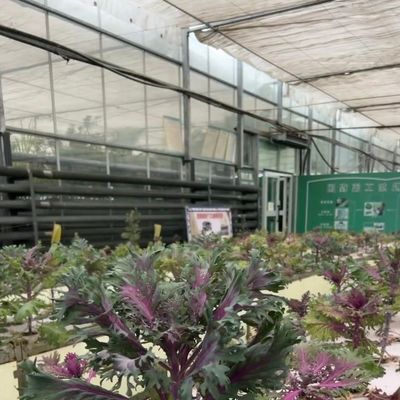 Sistema idroponico in vetro a prezzo ragionevole per il massimo utilizzo dello spazio