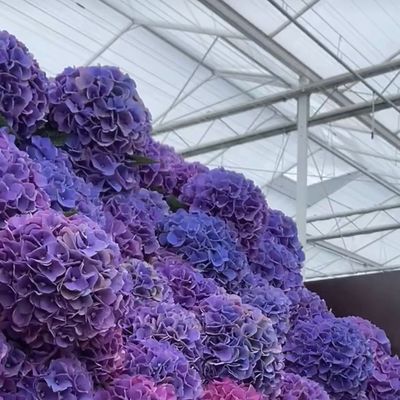 80.000kg di peso lordo Vetro a doppio strato serra idroponica per la coltivazione di verdure