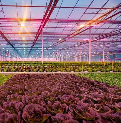 US Float single span greenhouse per ortaggi/frutti/fiori e restituzioni di restituzione