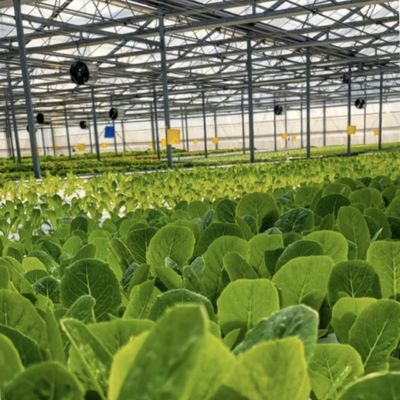 Sistema idroponico per ortaggi in serra in vetro moderno multi-spano per il mercato multi-spano