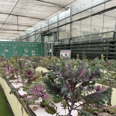 Sistema idroponico per ortaggi in serra in vetro moderno multi-spano per il mercato multi-spano