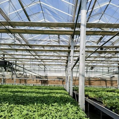 Sistema idroponico per ortaggi in serra in vetro moderno multi-spano per il mercato multi-spano