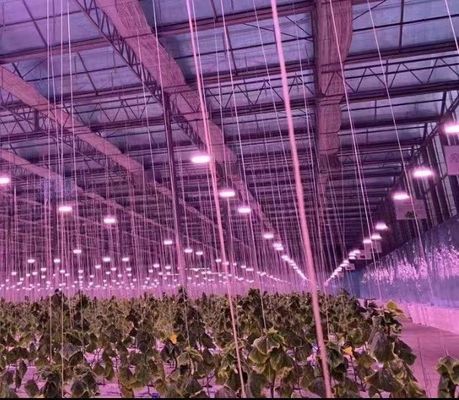 Sistema di coltivazione idroponica in serra commerciale JX-h0075 per la produzione di ortaggi