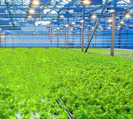 Sistema di coltivazione idroponica in serra commerciale JX-h0075 per la produzione di ortaggi