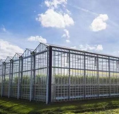 Struttura in acciaio Sistema di coltivazione idroponica Venlo per la coltivazione idroponica di ortaggi