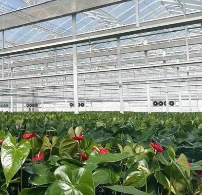 Struttura in acciaio Sistema di coltivazione idroponica Venlo per la coltivazione idroponica di ortaggi