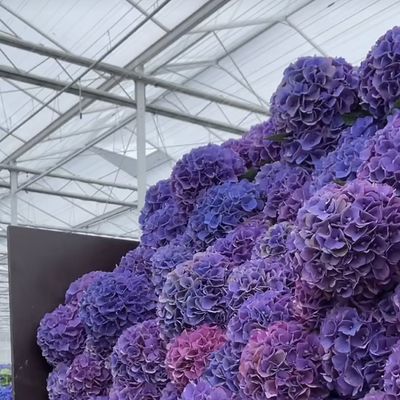 Progettazione innovativa e serra in vetro idroponica innovativa per la coltivazione di verdure