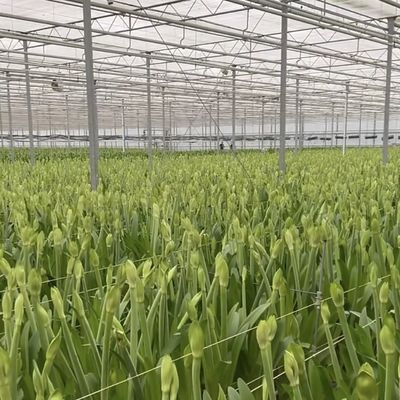 Sistema di coltivazione idroponica Serra di vetro per tetto a doppio strato forma un tipo di tetto