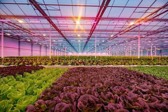 80.000kg Pacchetto Peso lordo Serra di vetro con idroponica e costi di spedizione