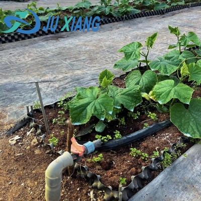 Ambienti controllati per sementi/verdure/frutta/fiore Serra per sementi idroponica