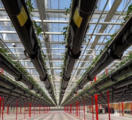 Metodo di coltivazione idroponica US Regulated Glass Greenhouse per ortaggi/fiori/frutta