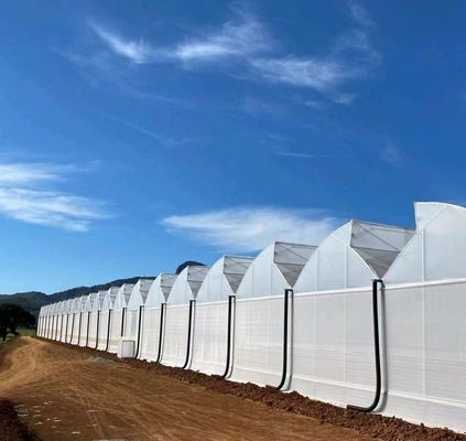 Sistema di semina idroponica per l'agricoltura con tetto a doppio strato in pellicola di plastica in stile Venlo